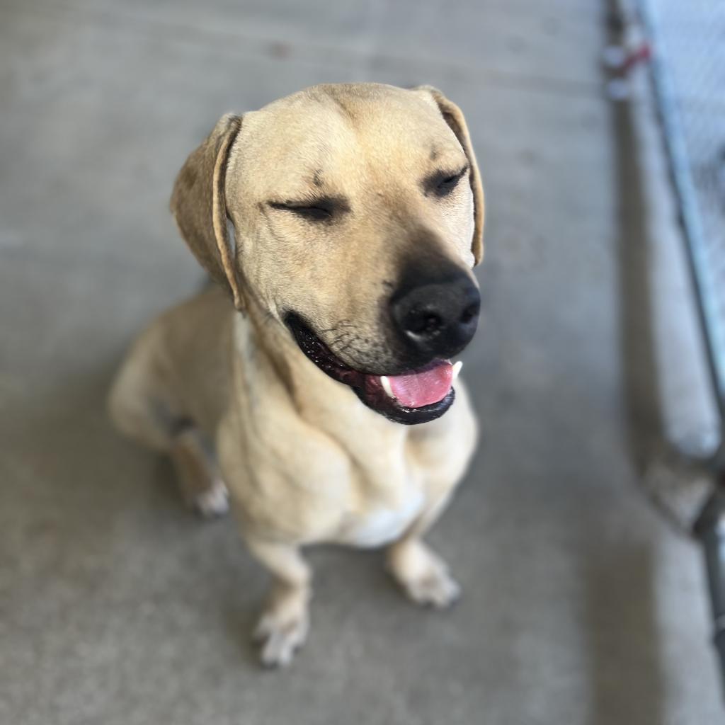 Lucky, a Adoptable Retriever in Montgomery, AL image 6/6