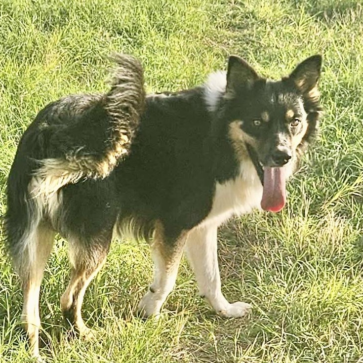Enlarge Zoom, a Adoptable mixed breed in DeWitt, NY image 5/6
