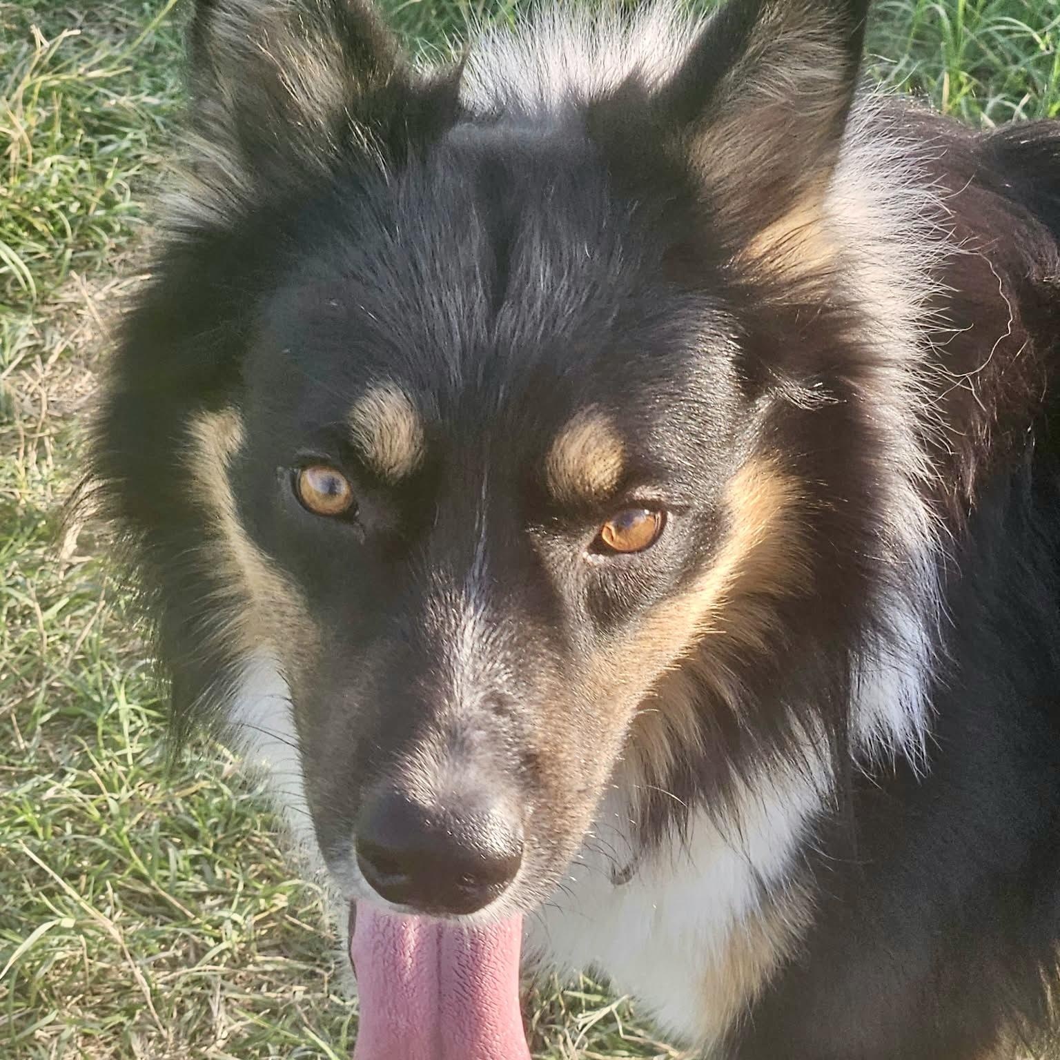 Enlarge Zoom, a Adoptable mixed breed in DeWitt, NY image 3/6