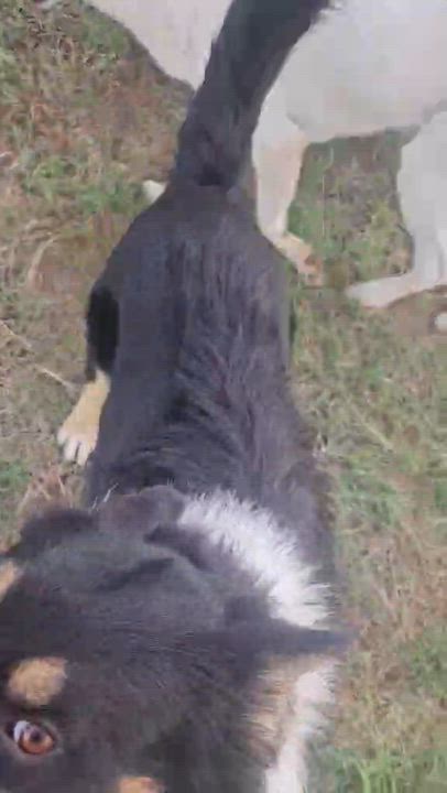 Enlarge Zoom, a Adoptable mixed breed in DeWitt, NY video 2/6