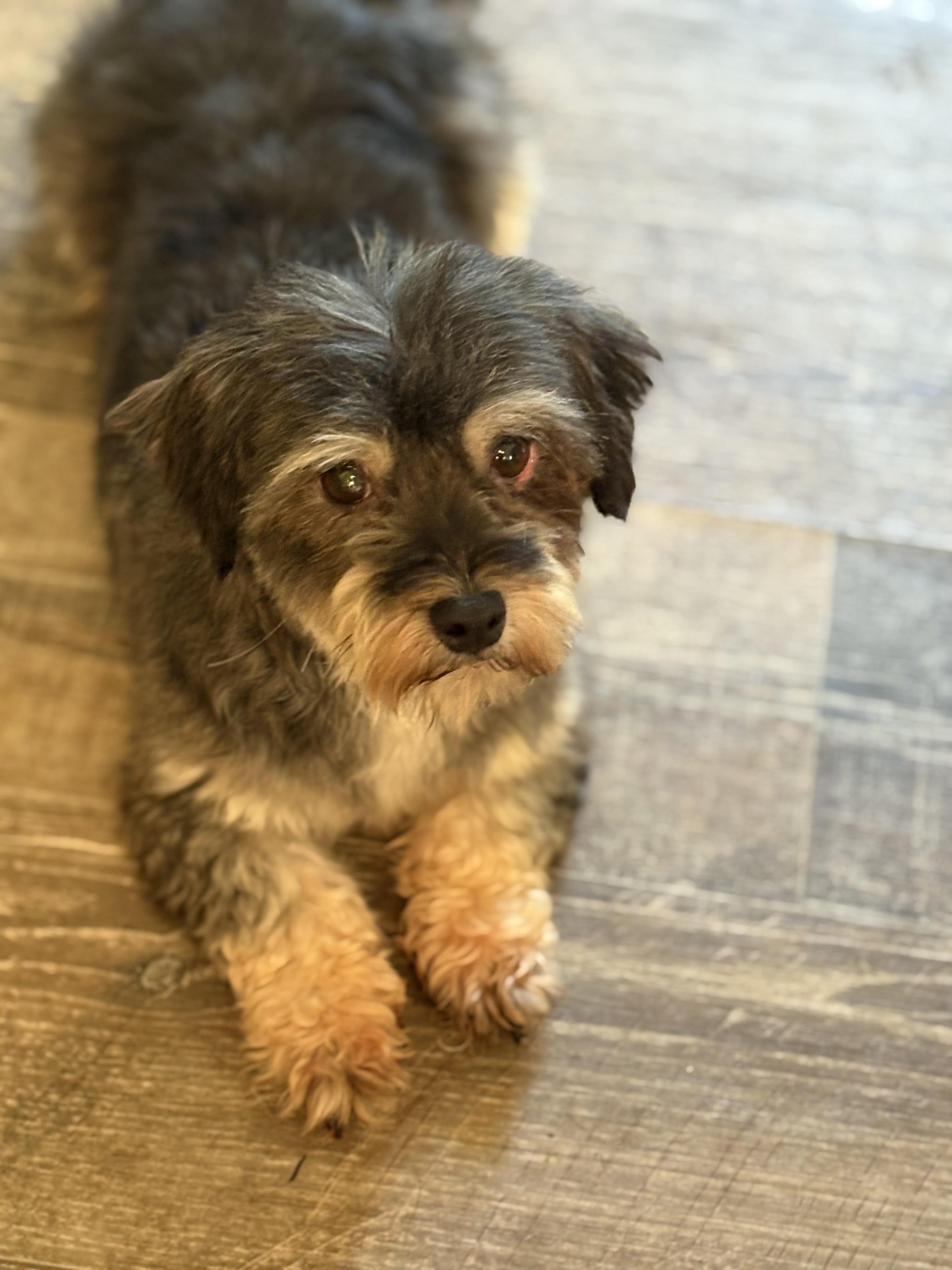 Enlarge Yahtzee, a Adopted mixed breed in Peebles, OH image 1/6