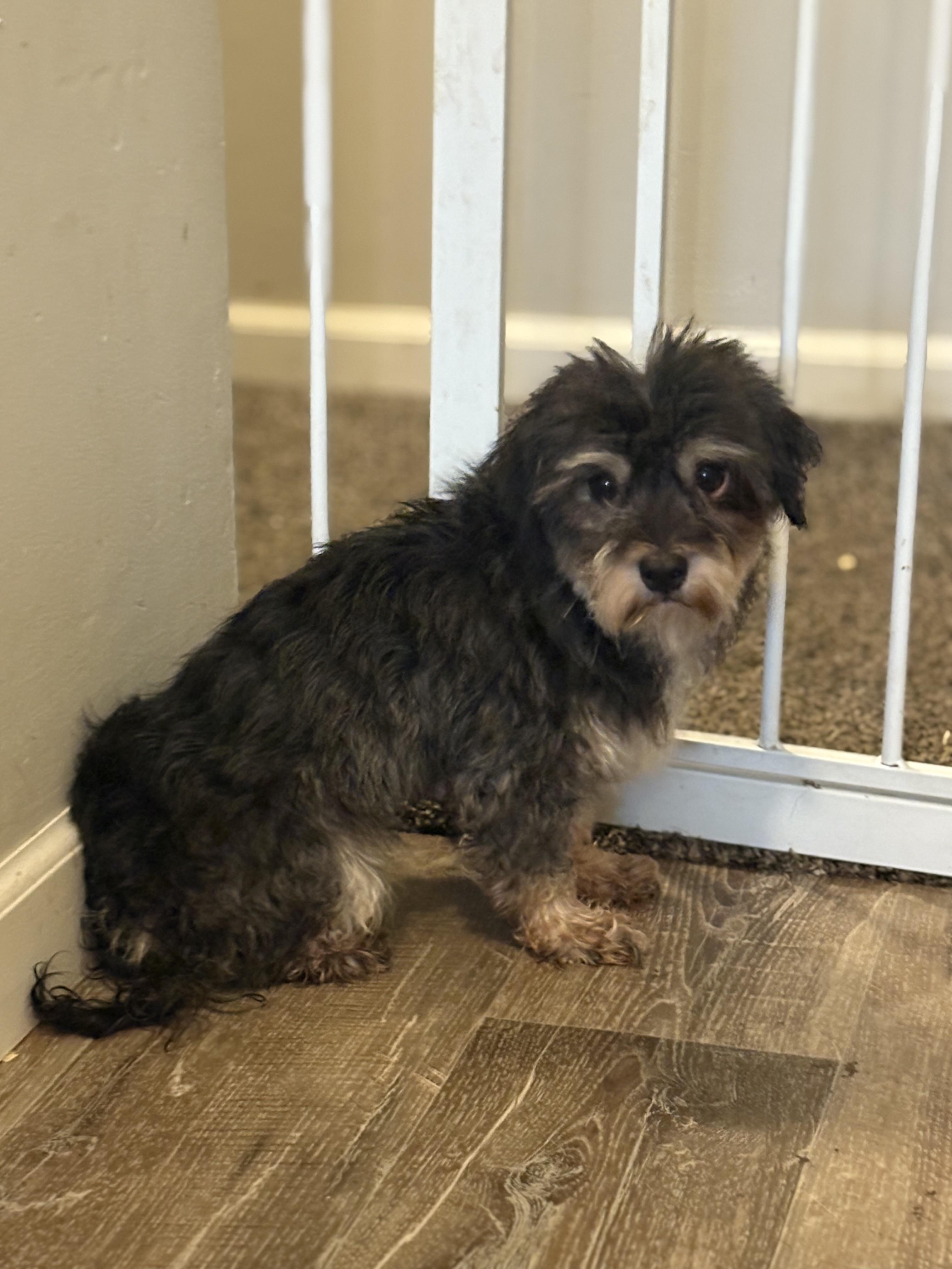 Enlarge Yahtzee, a Adopted mixed breed in Peebles, OH image 6/6