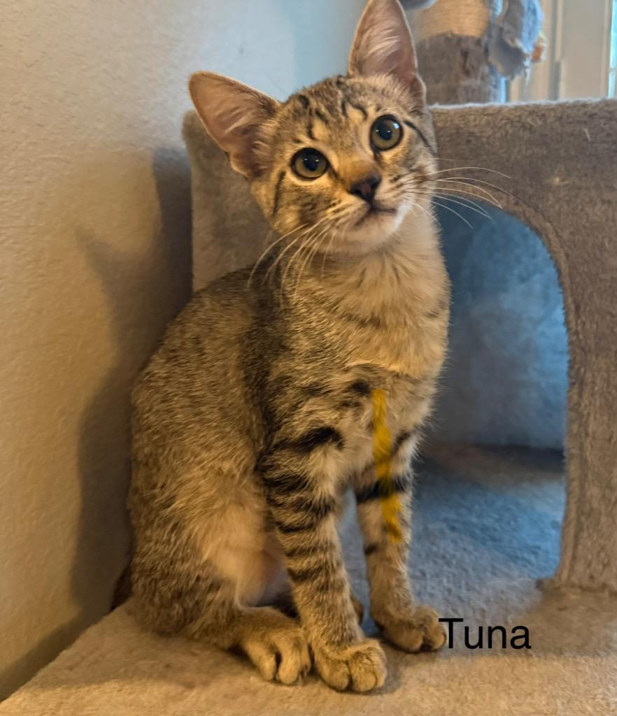 Tuna, a Adoptable mixed breed in Spring, TX image 1/2