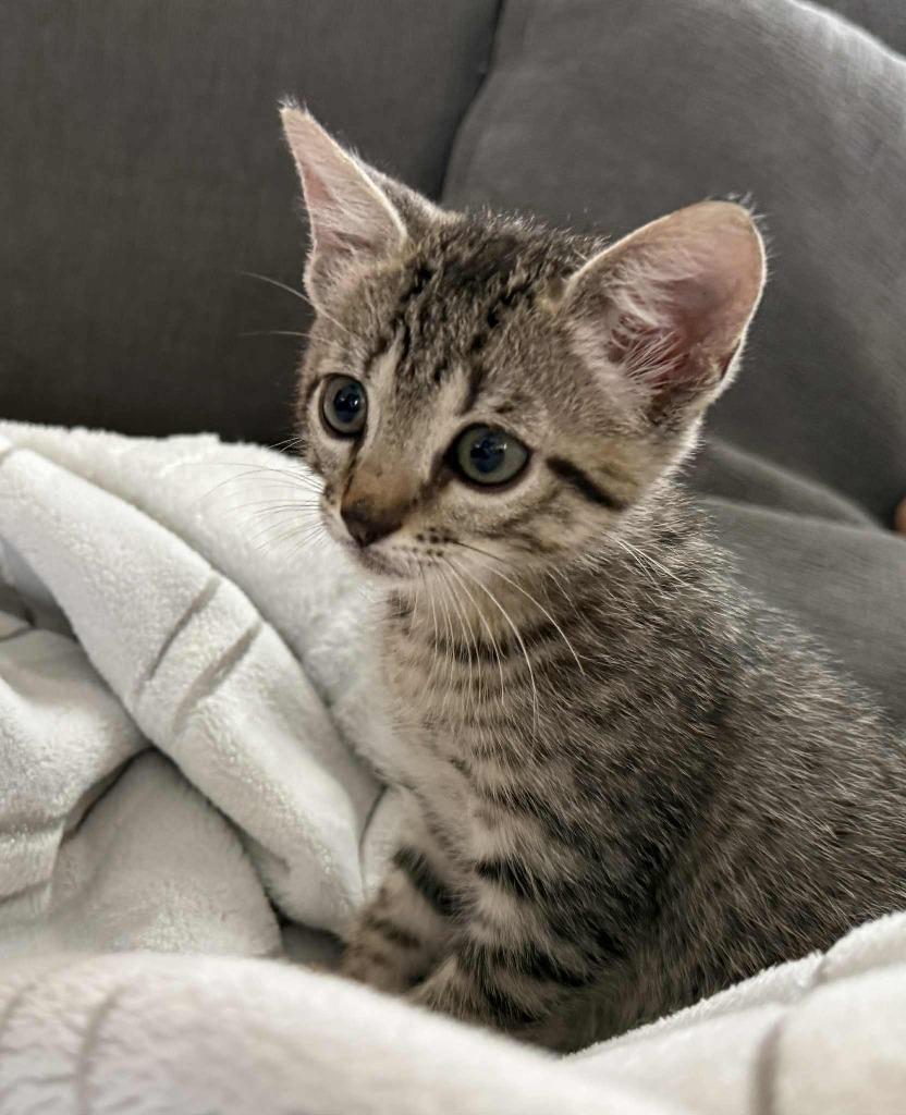 Tuna, a Adoptable mixed breed in Spring, TX image 2/2