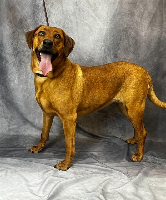 HEMI, Adoptable, Adult Female Rhodesian Ridgeback & Mixed Breed.