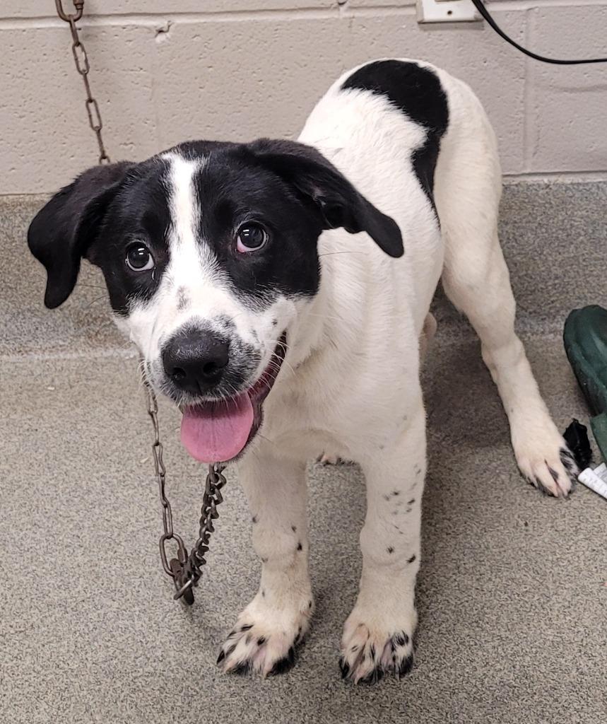 Makenzie, Adoptable, Puppy Female Pointer.
