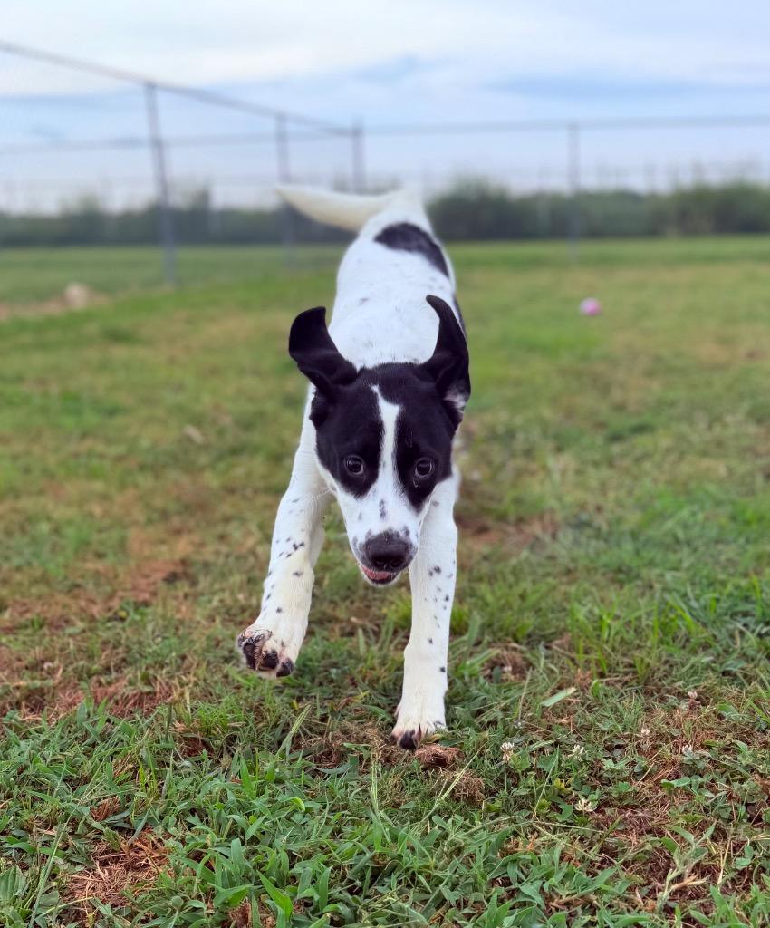 Enlarge Makenzie, a Adoptable mixed breed in Hopkinsville, KY image 2/5