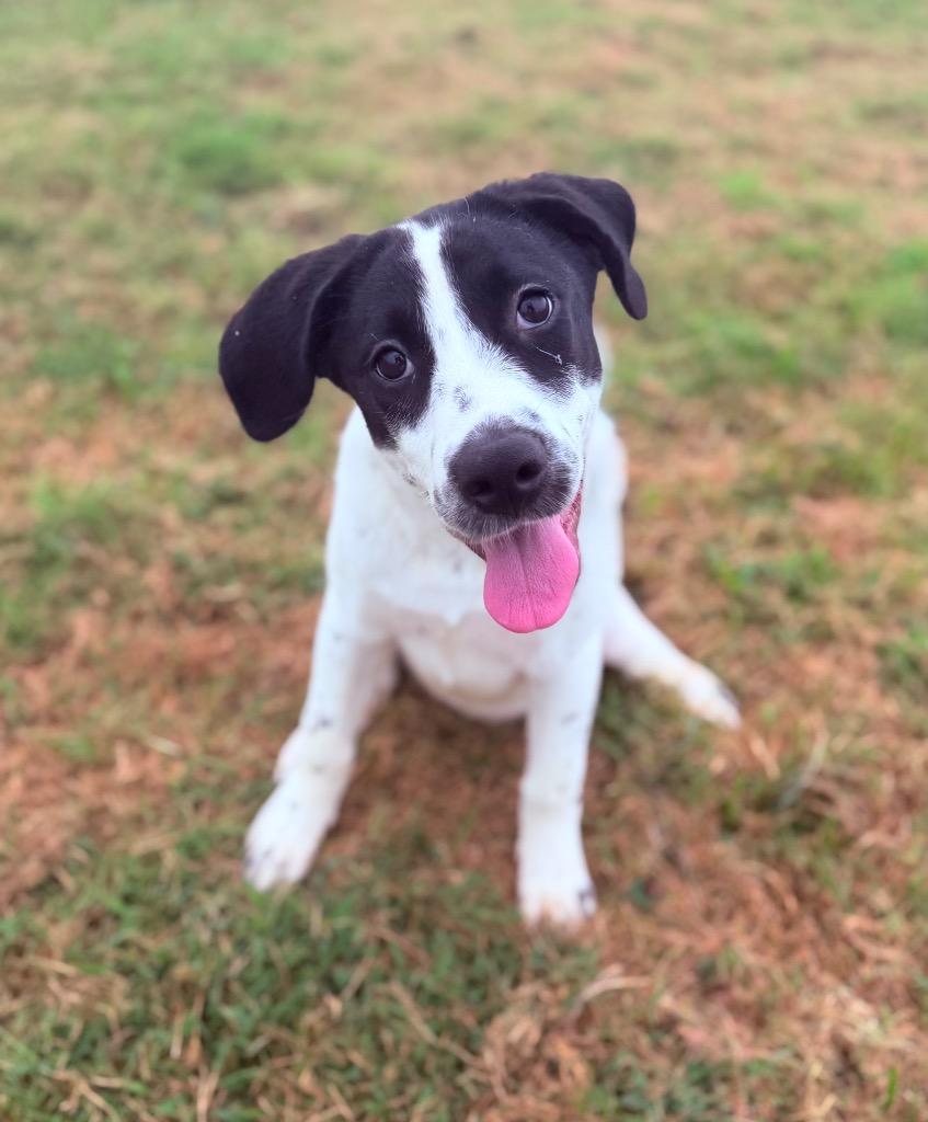 Enlarge Makenzie, a Adoptable mixed breed in Hopkinsville, KY image 3/5