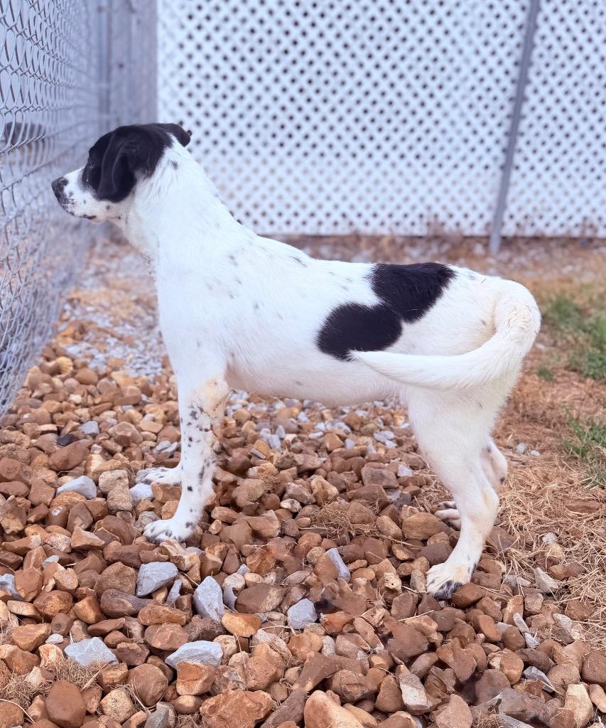 Enlarge Makenzie, a Adoptable mixed breed in Hopkinsville, KY image 4/5