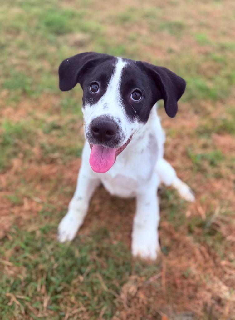 Enlarge Makenzie, a Adoptable mixed breed in Hopkinsville, KY image 5/5