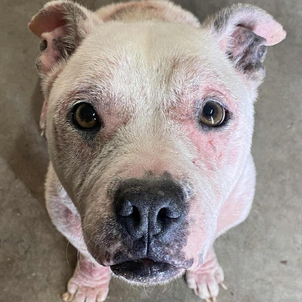 Enlarge Lola, a Adoptable Pit Bull Terrier in Nashville, TN image 1/4