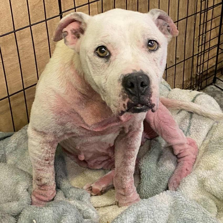 Enlarge Lola, a Adoptable Pit Bull Terrier in Nashville, TN image 2/4