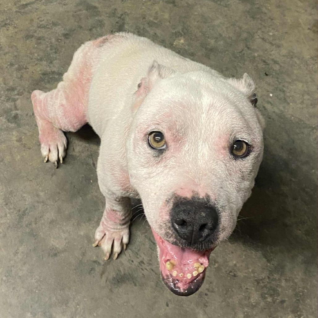 Enlarge Lola, a Adoptable Pit Bull Terrier in Nashville, TN image 3/4