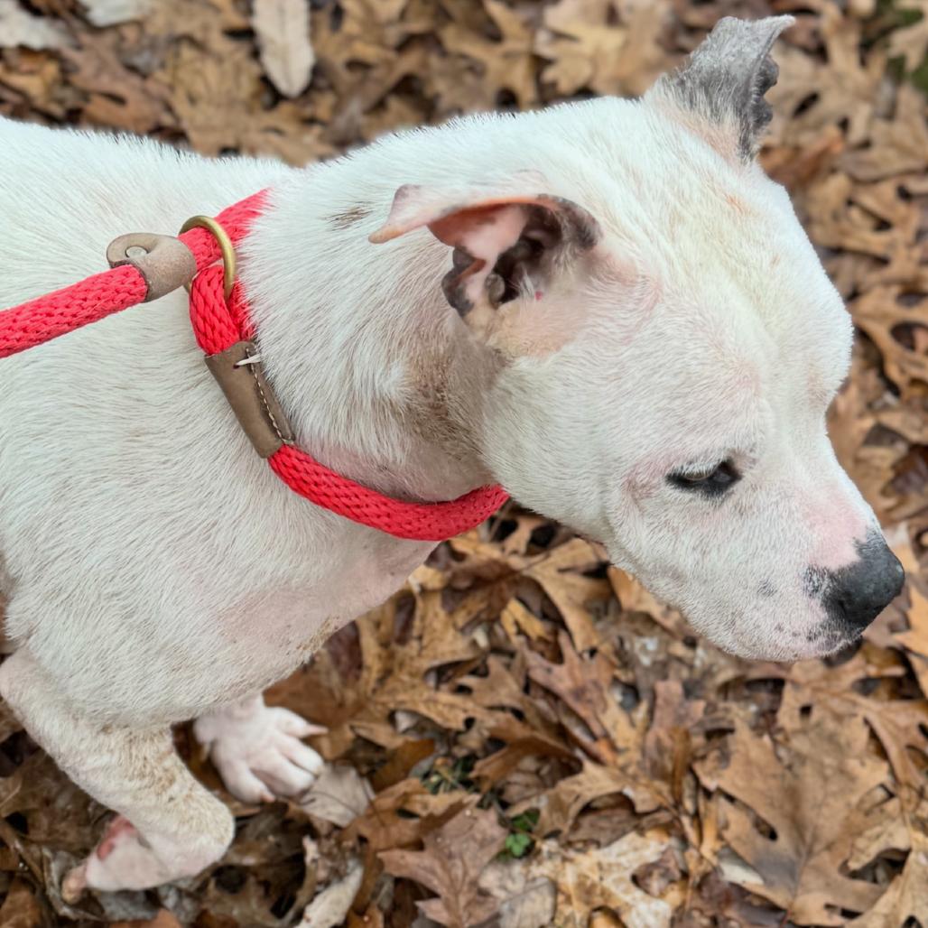 Enlarge Lola, a Adoptable Pit Bull Terrier in Nashville, TN image 4/4