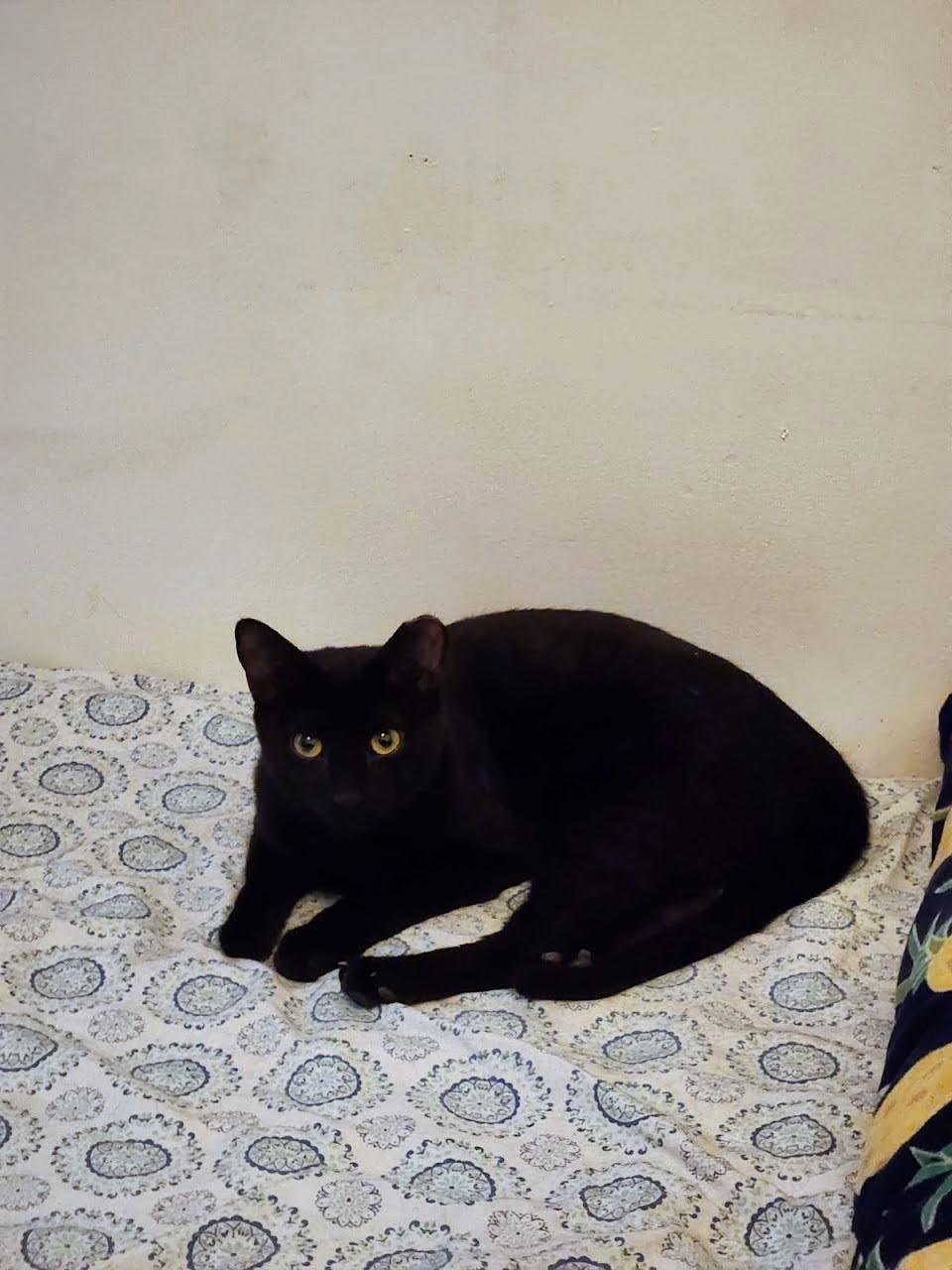 Enlarge Jose, a ADOPTABLE American Shorthair in Brooklyn, NY image 3/6