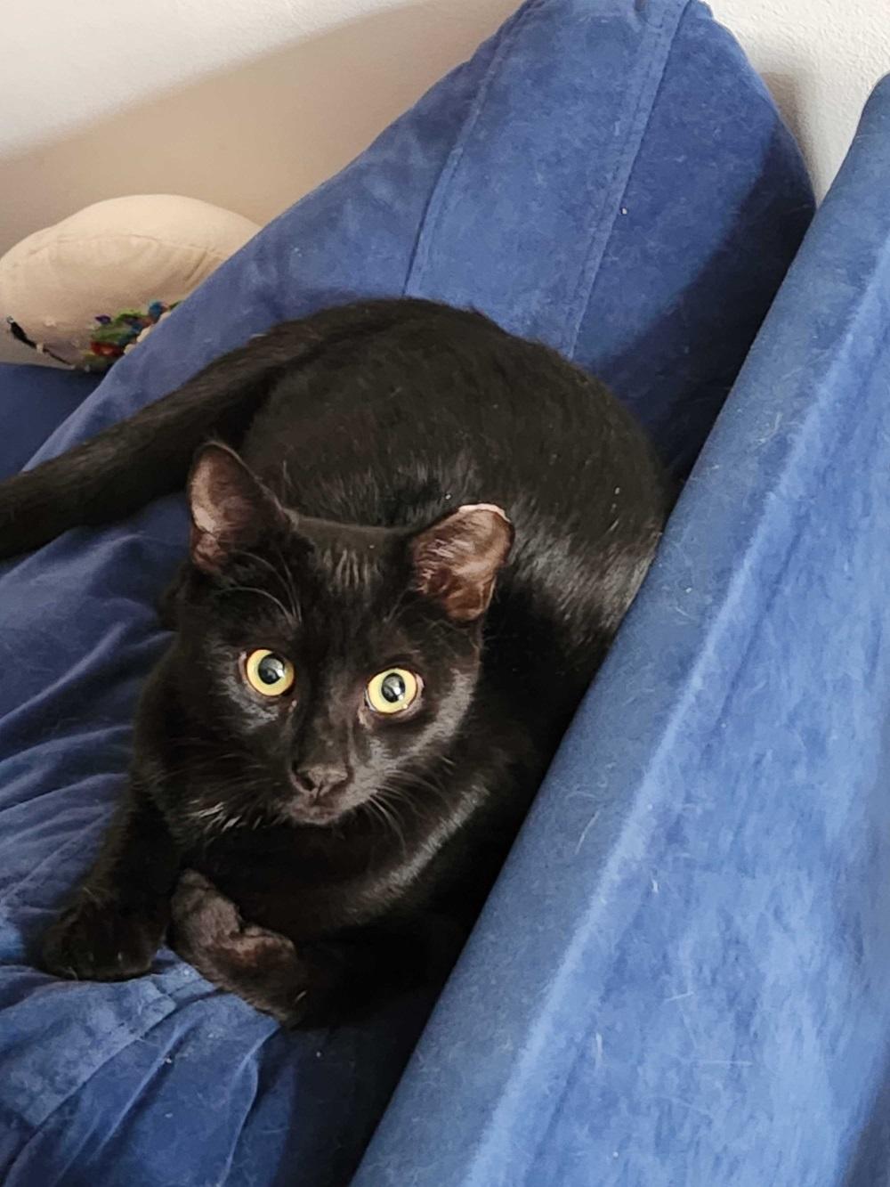 Jose, ADOPTABLE, Young Male American Shorthair.