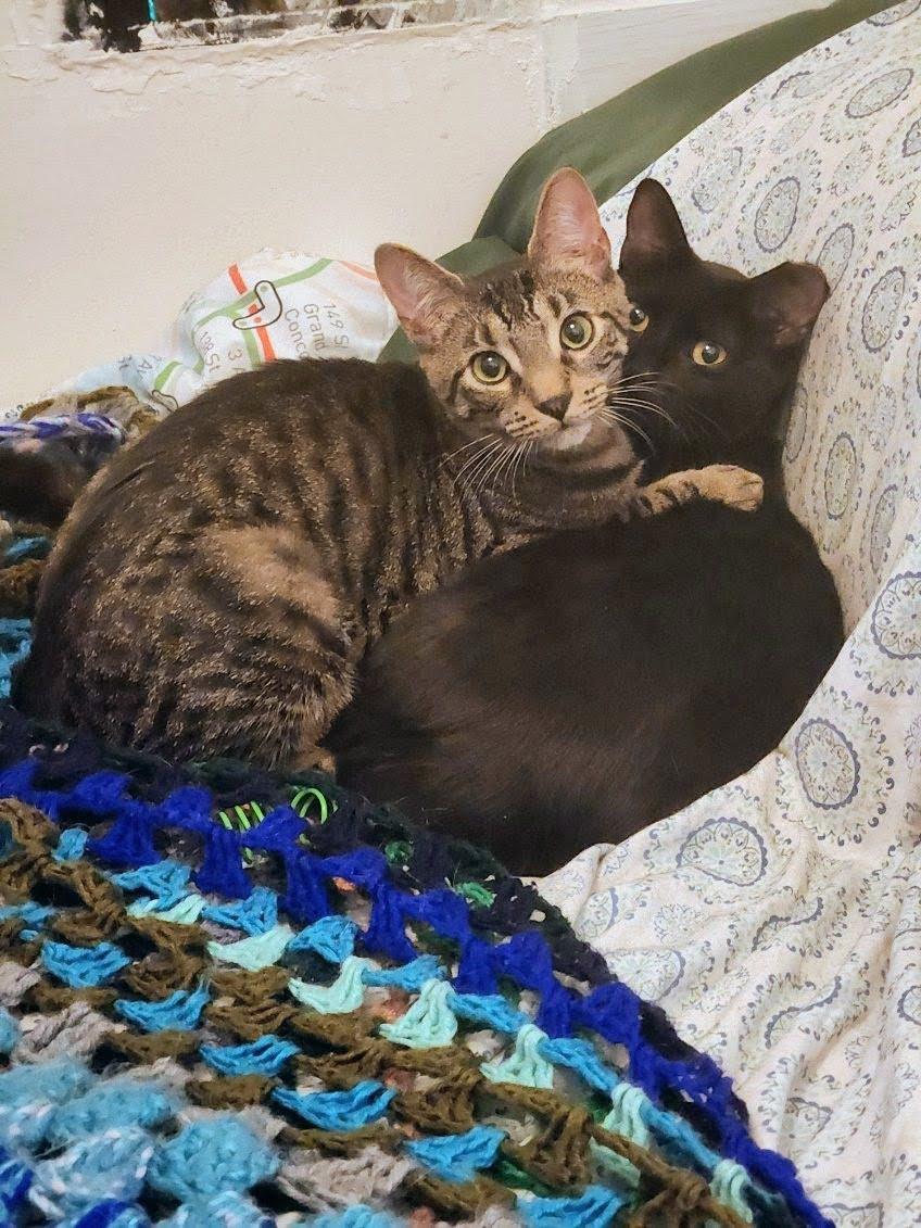 Enlarge Jose, a ADOPTABLE American Shorthair in Brooklyn, NY image 4/6