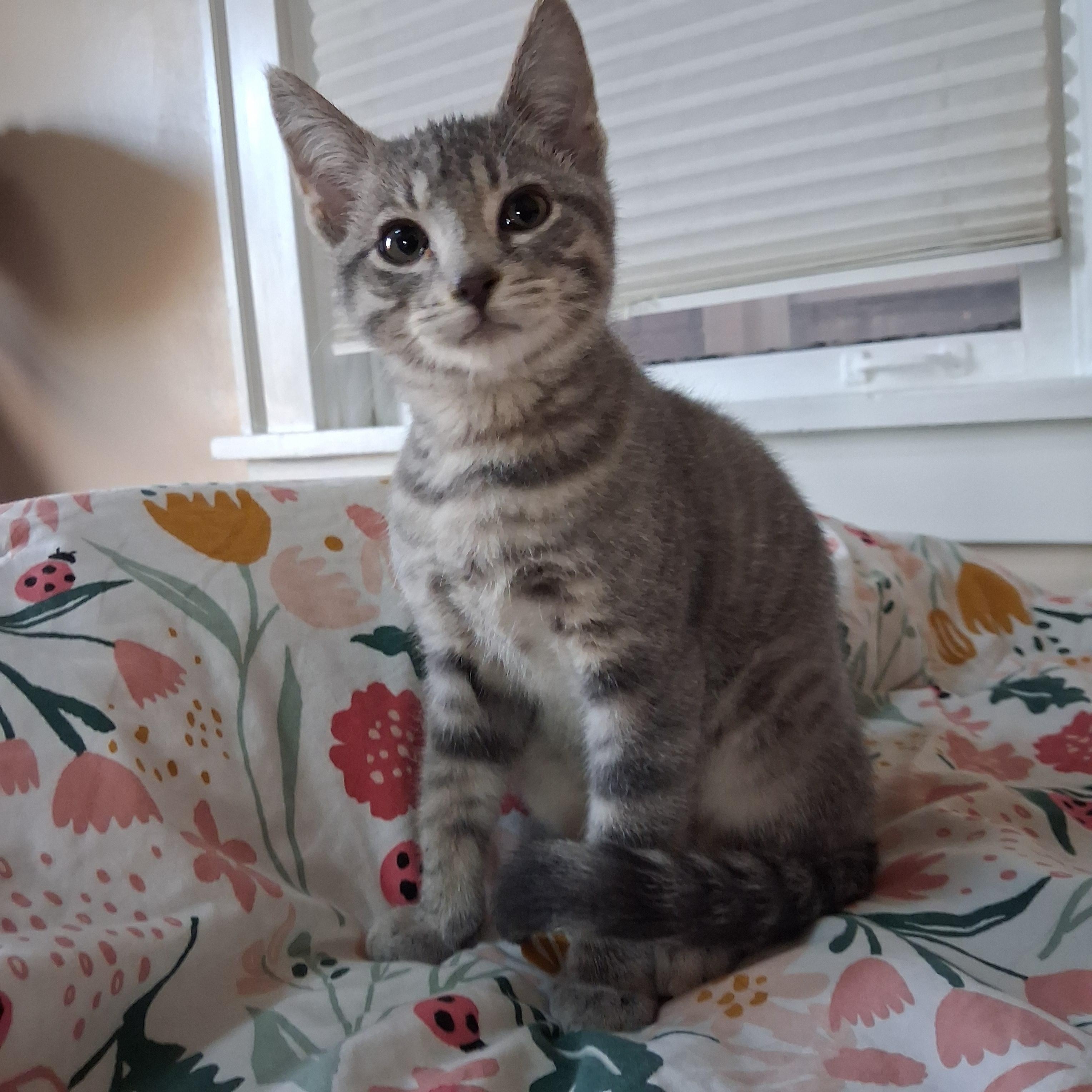 Enlarge Igor, a Adoptable Domestic Short Hair in Pittsburgh, PA image 1/6