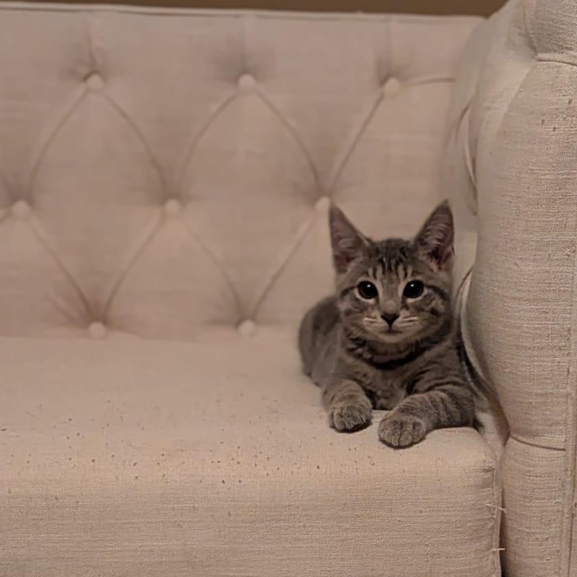 Enlarge Igor, a Adoptable Domestic Short Hair in Pittsburgh, PA image 6/6