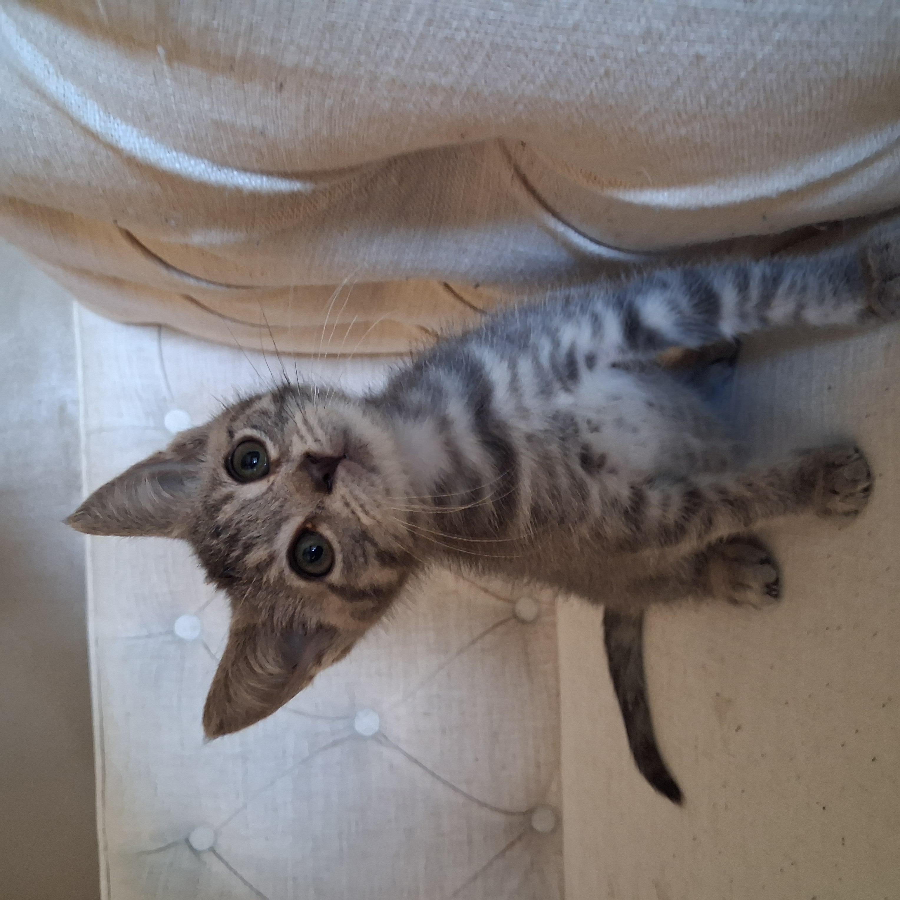 Enlarge Igor, a Adoptable Domestic Short Hair in Pittsburgh, PA image 5/6