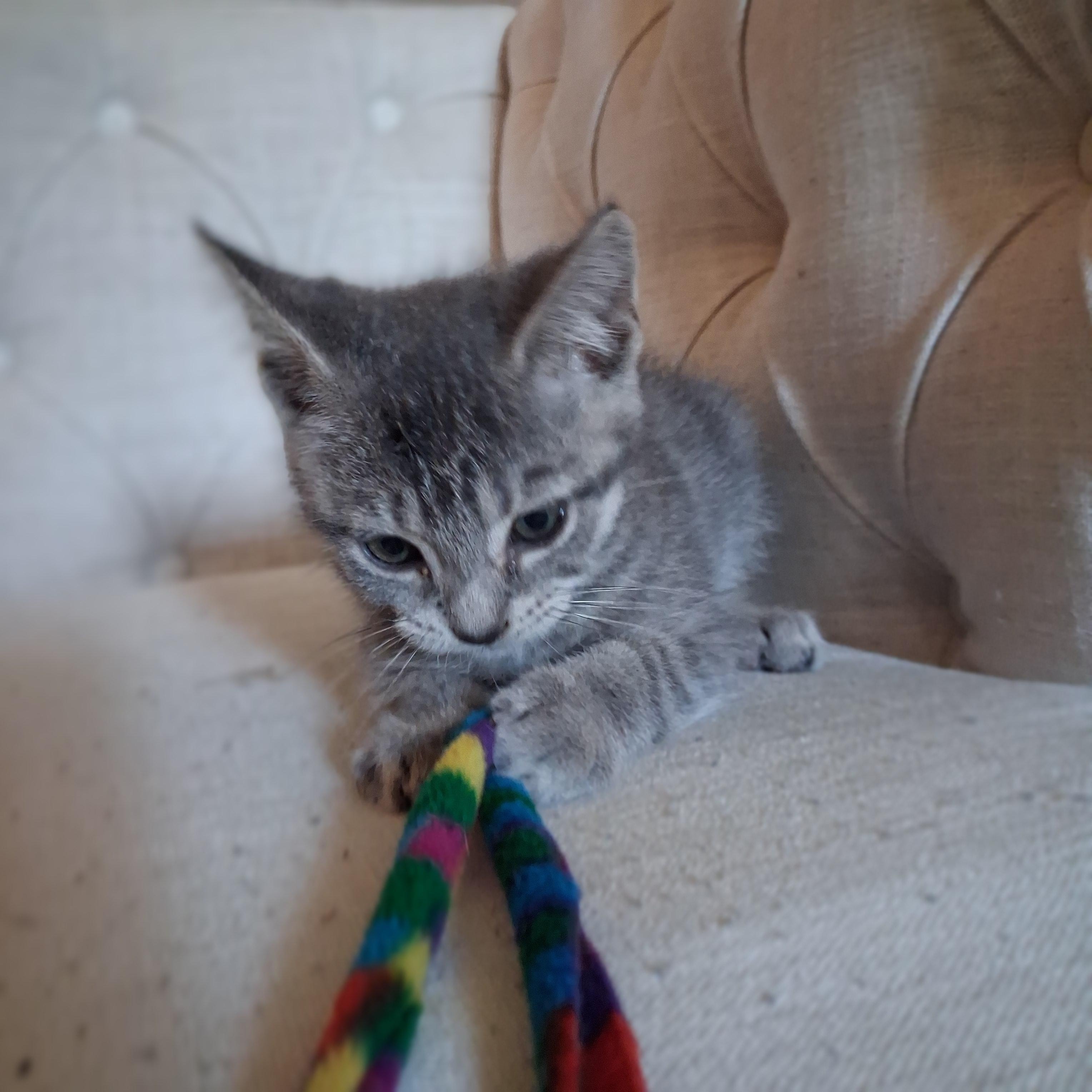Enlarge Igor, a Adoptable Domestic Short Hair in Pittsburgh, PA image 4/6