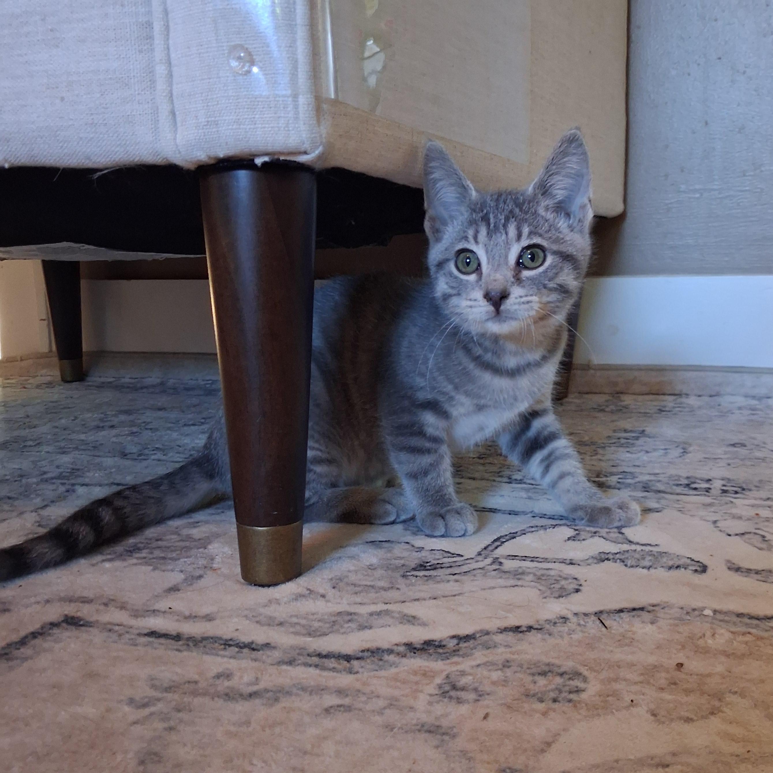 Enlarge Igor, a Adoptable Domestic Short Hair in Pittsburgh, PA image 3/6