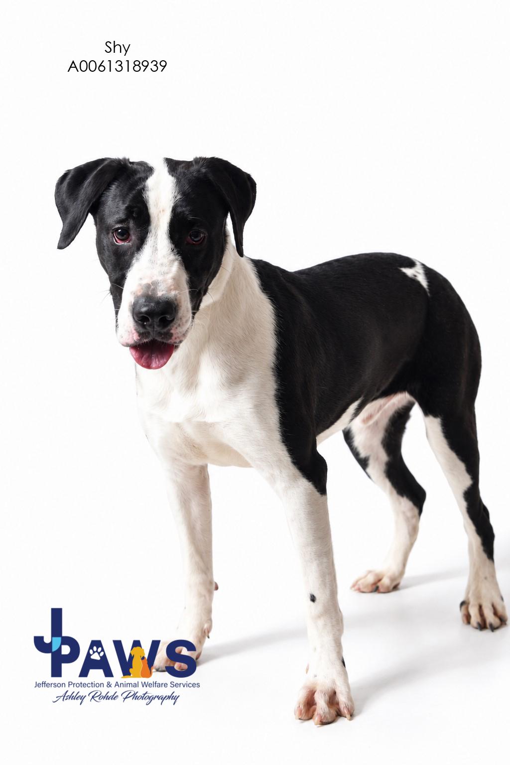 Shy, Adoptable, Young Male Mixed Breed.
