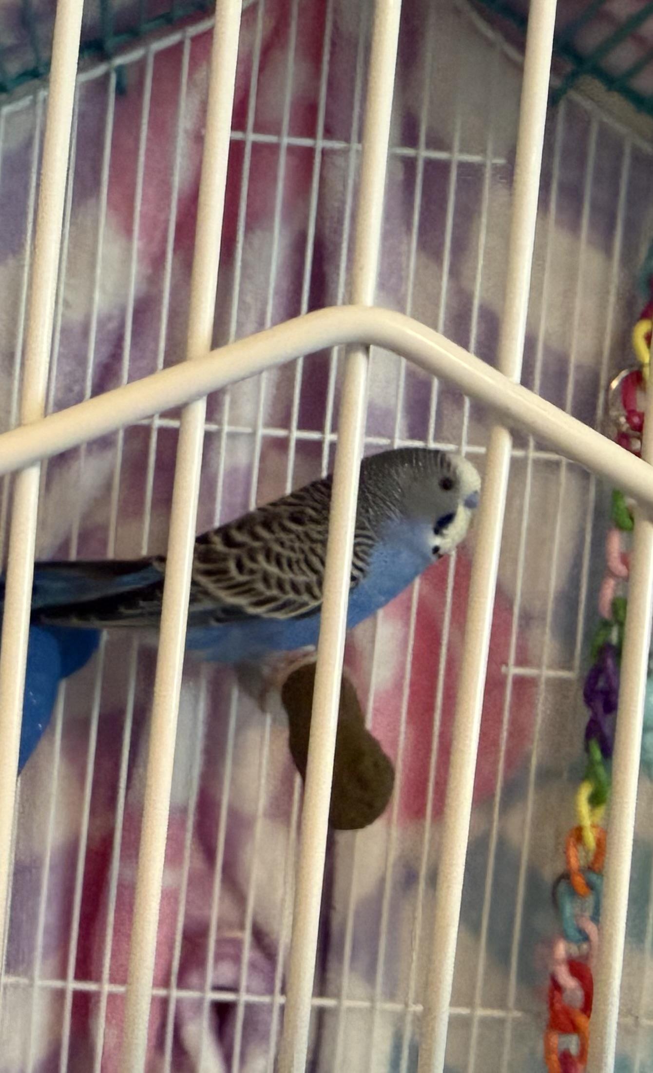 Leonard, ADOPTABLE, Adult Male Parakeet (Other).