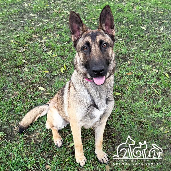 SAPHIRA, Adoptable, Adult Female German Shepherd Dog & Mixed Breed.