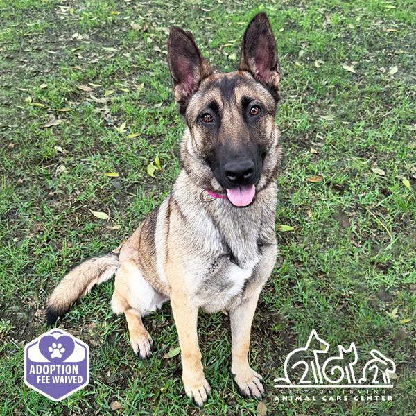 Enlarge SAPHIRA, a Adoptable mixed breed in Irvine, CA image 1/1
