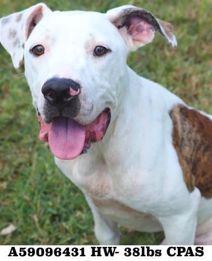 Coal, Adoptable, Puppy Male Terrier & Mixed Breed.