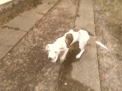 Enlarge Coal, a Adoptable mixed breed in Shreveport, LA image 2/2