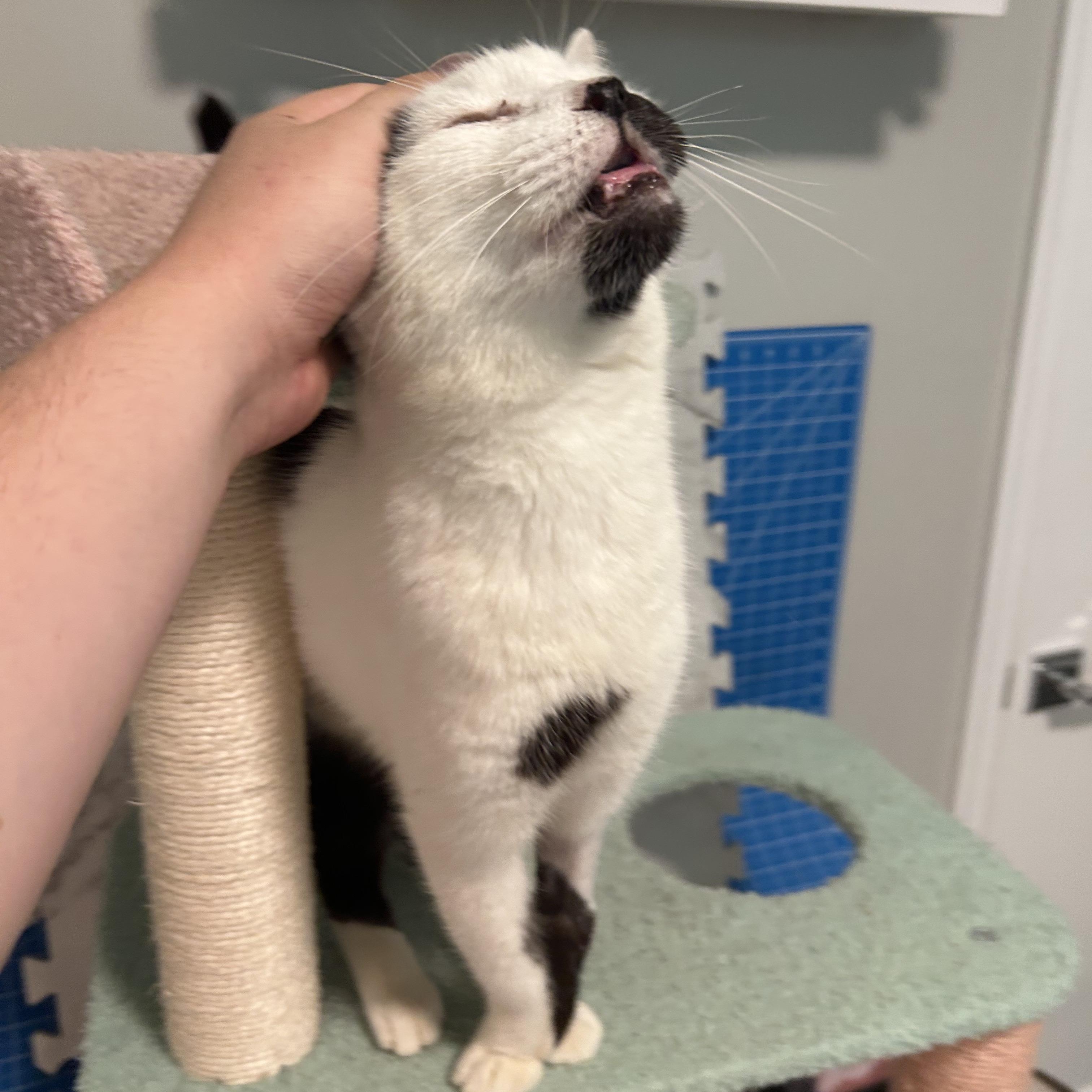 Milkshake, a Adoptable mixed breed in Hyattsville, MD image 3/6