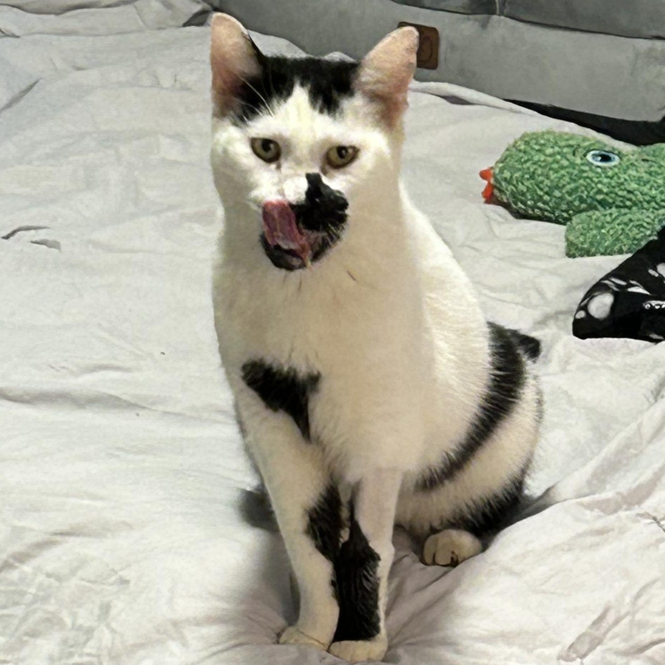 Milkshake, a Adoptable mixed breed in Hyattsville, MD image 2/6