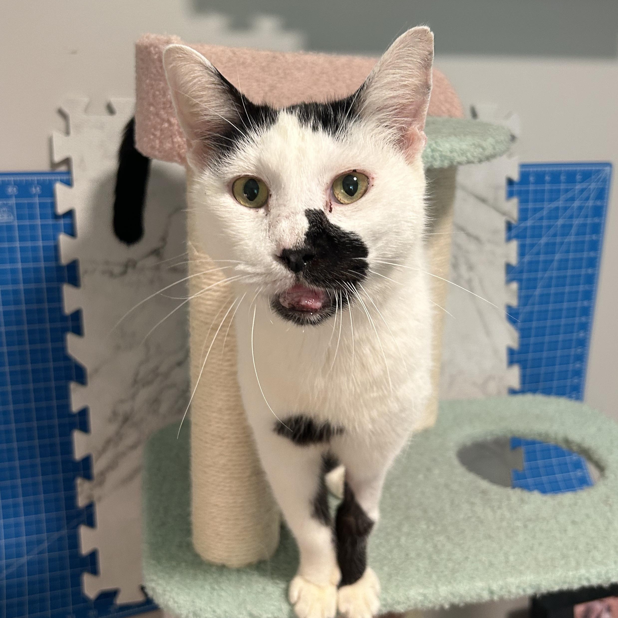 Milkshake, Adult Male unknown