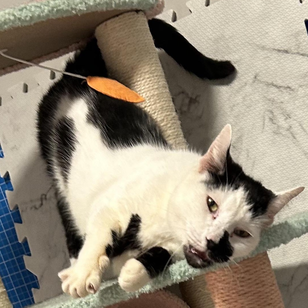 Milkshake, a Adoptable mixed breed in Hyattsville, MD image 4/6