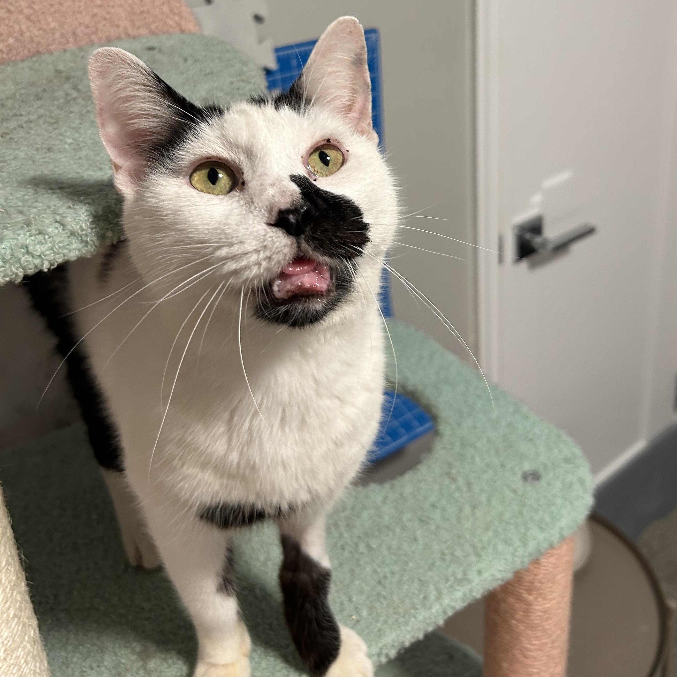 Milkshake, a Adoptable mixed breed in Hyattsville, MD image 5/6