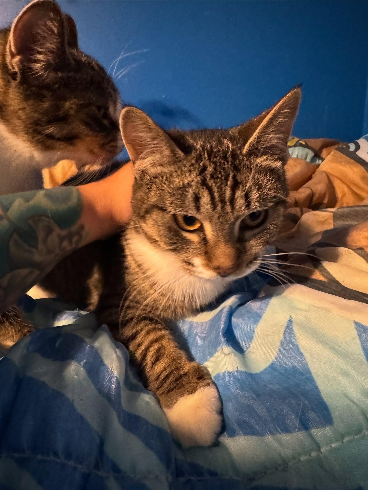 Enlarge Gigi (Bonded pair please see KiKi Profile), an adopted Domestic Short Hair in Rochester, NY image 1/4