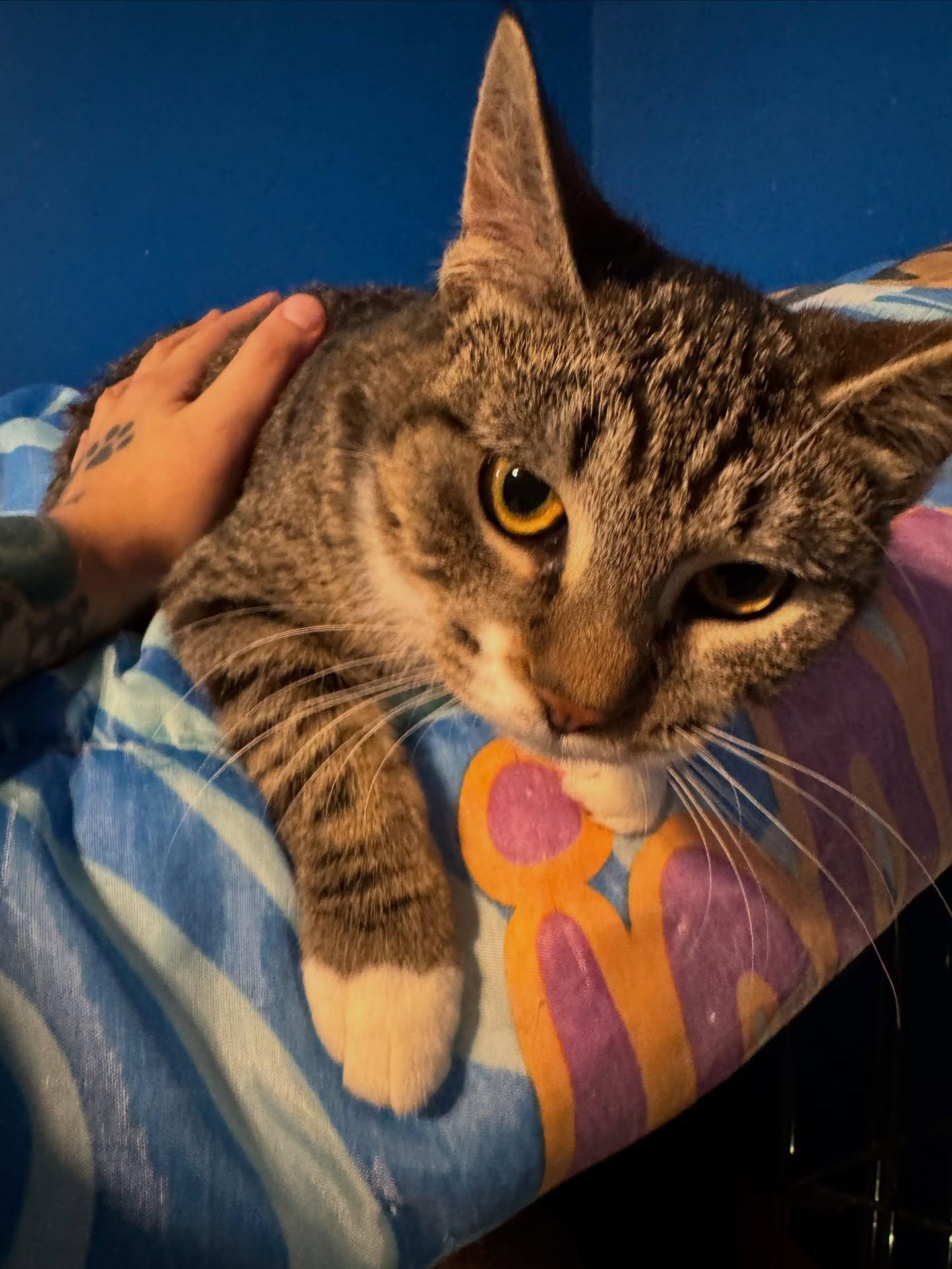 Enlarge Gigi (Bonded pair please see KiKi Profile), an adopted Domestic Short Hair in Rochester, NY image 4/4