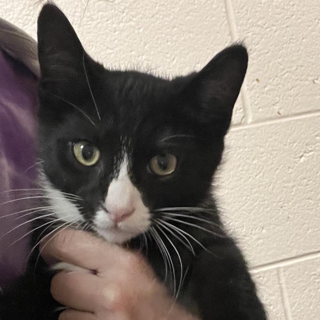Joey, Adoptable, Kitten Male Domestic Short Hair.