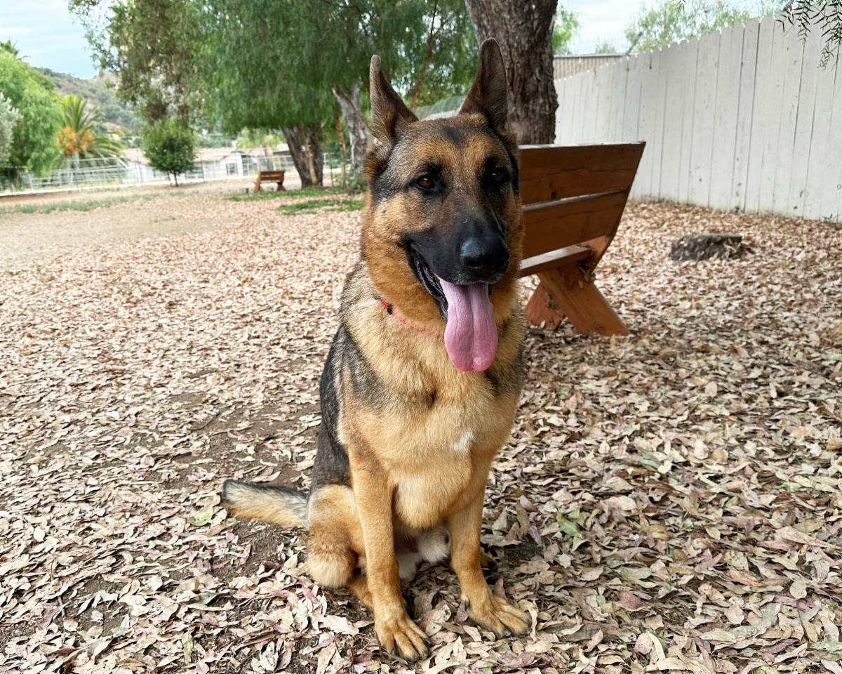 Nash, Adoptable, Adult Male German Shepherd Dog.