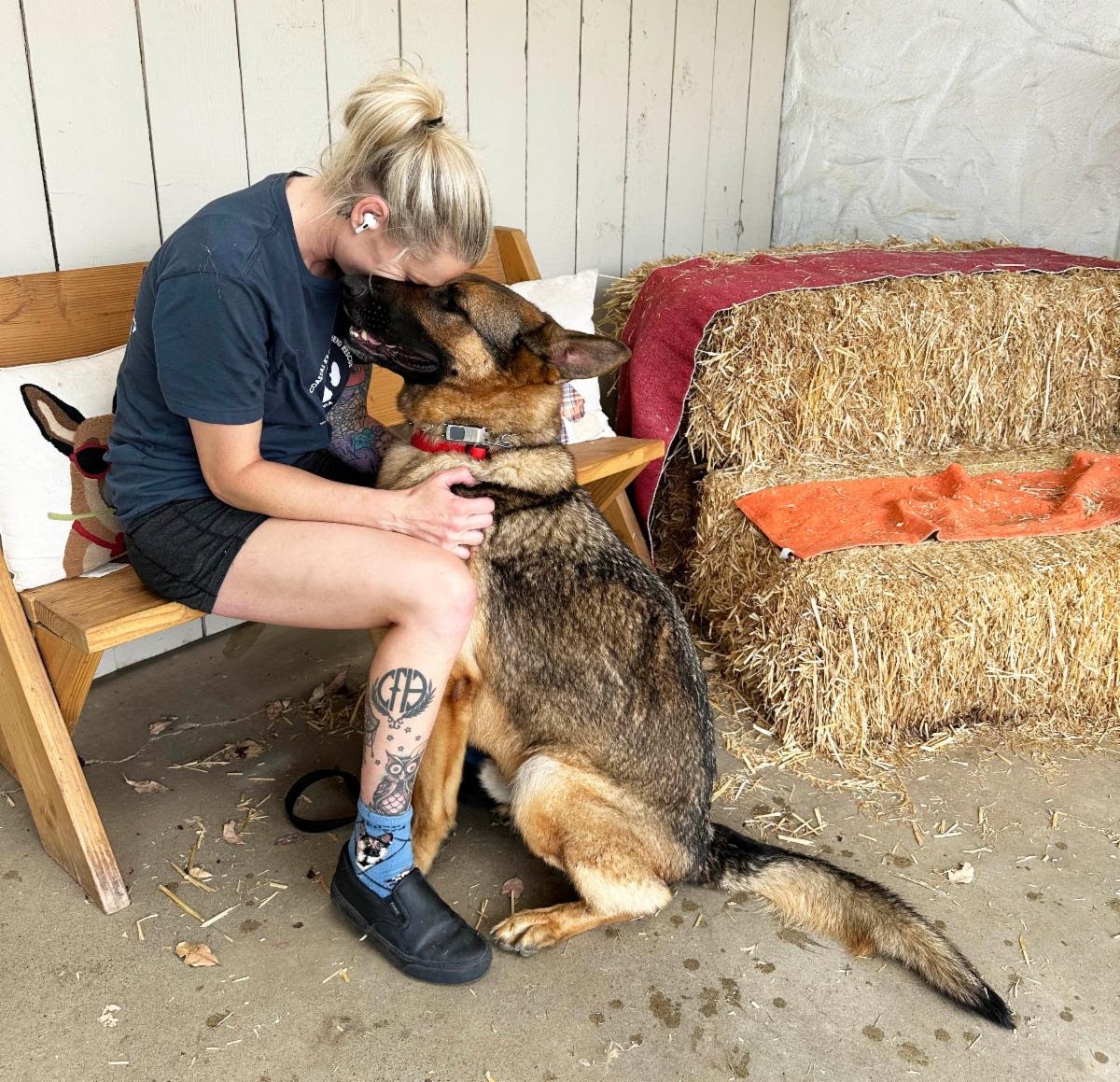 Enlarge Nash, a Adoptable German Shepherd Dog in San Diego, CA image 2/3