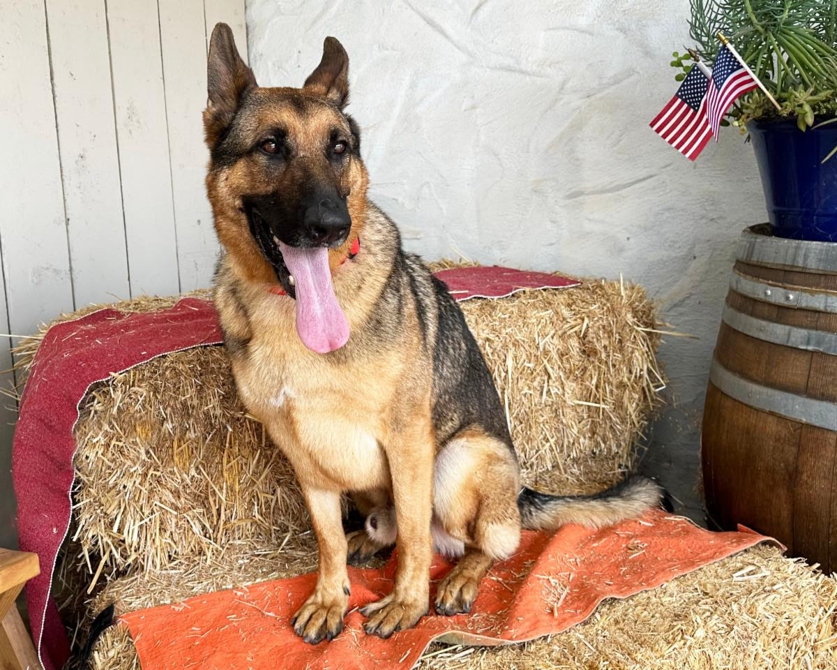 Enlarge Nash, a Adoptable German Shepherd Dog in San Diego, CA image 3/3