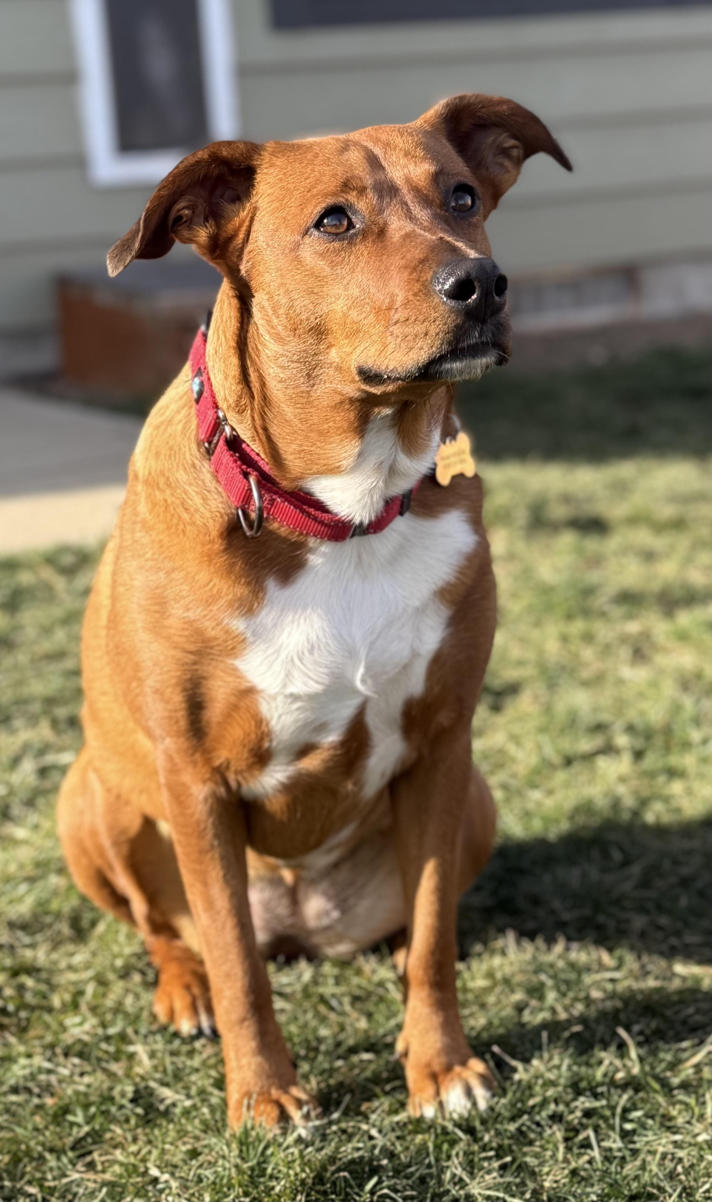 Starlight, Adoptable, Adult Female American Staffordshire Terrier & Labrador Retriever.