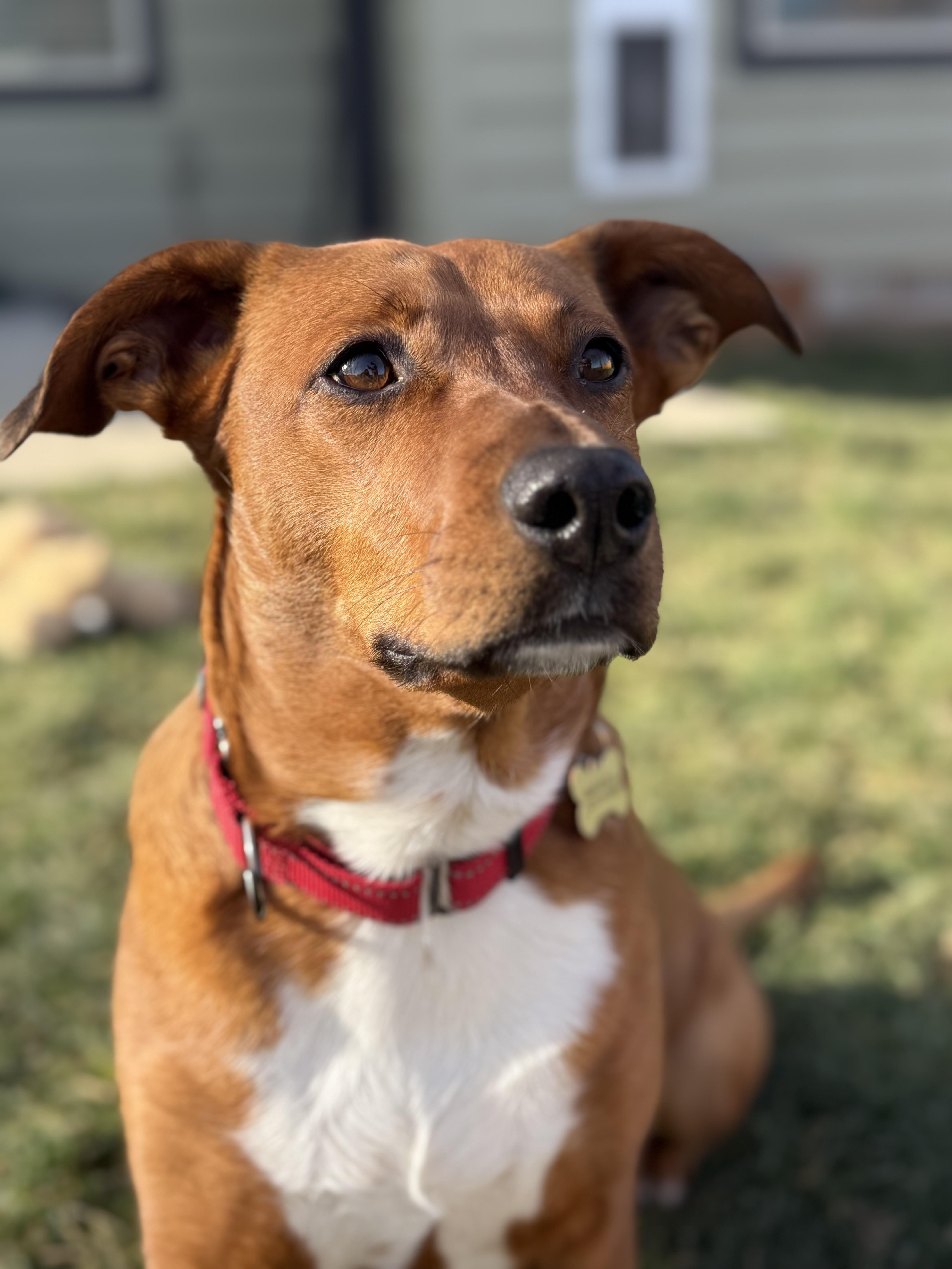 Starlight — thumbnail 2