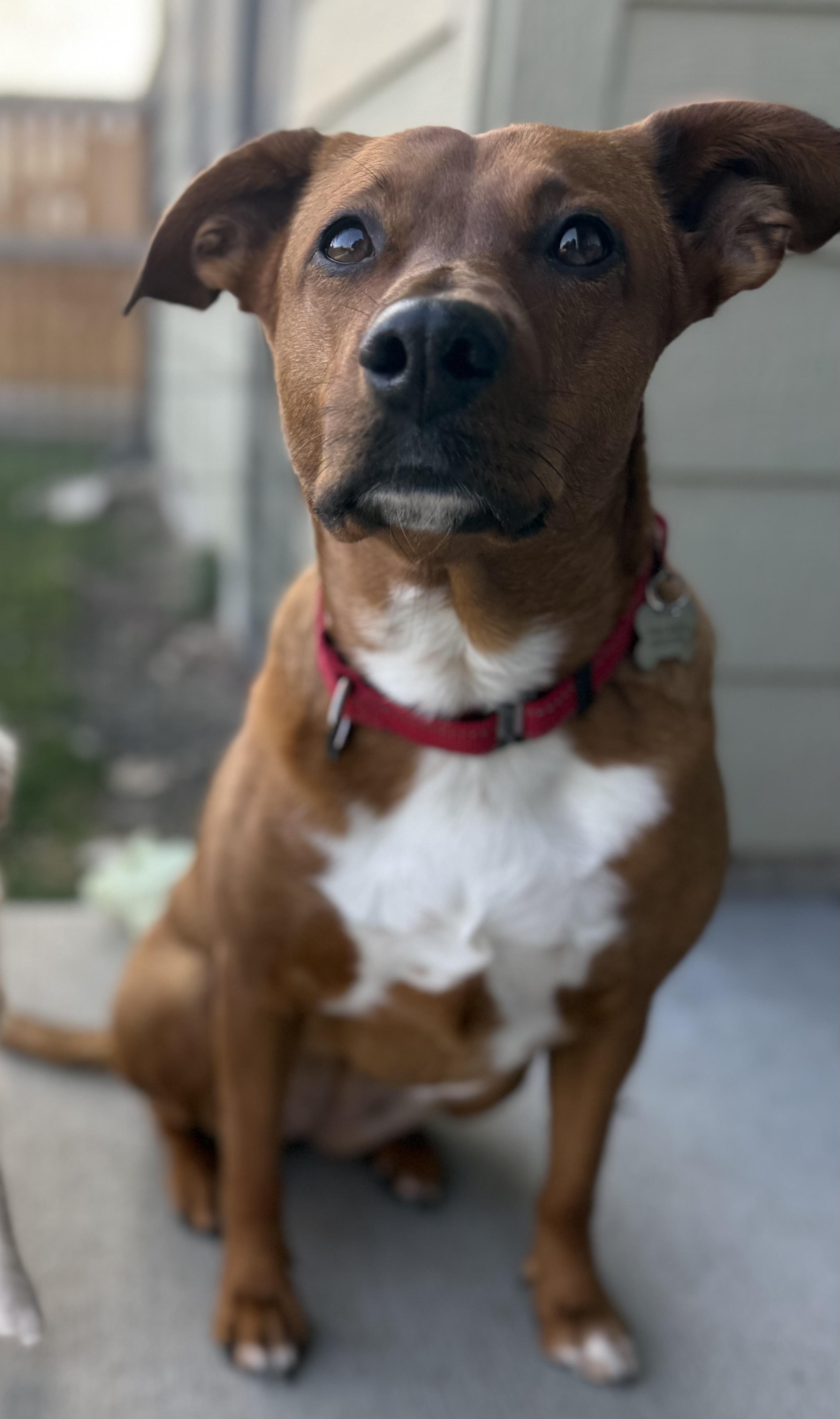 Enlarge Starlight, a Adoptable mixed breed in Twin Falls, ID image 3/6