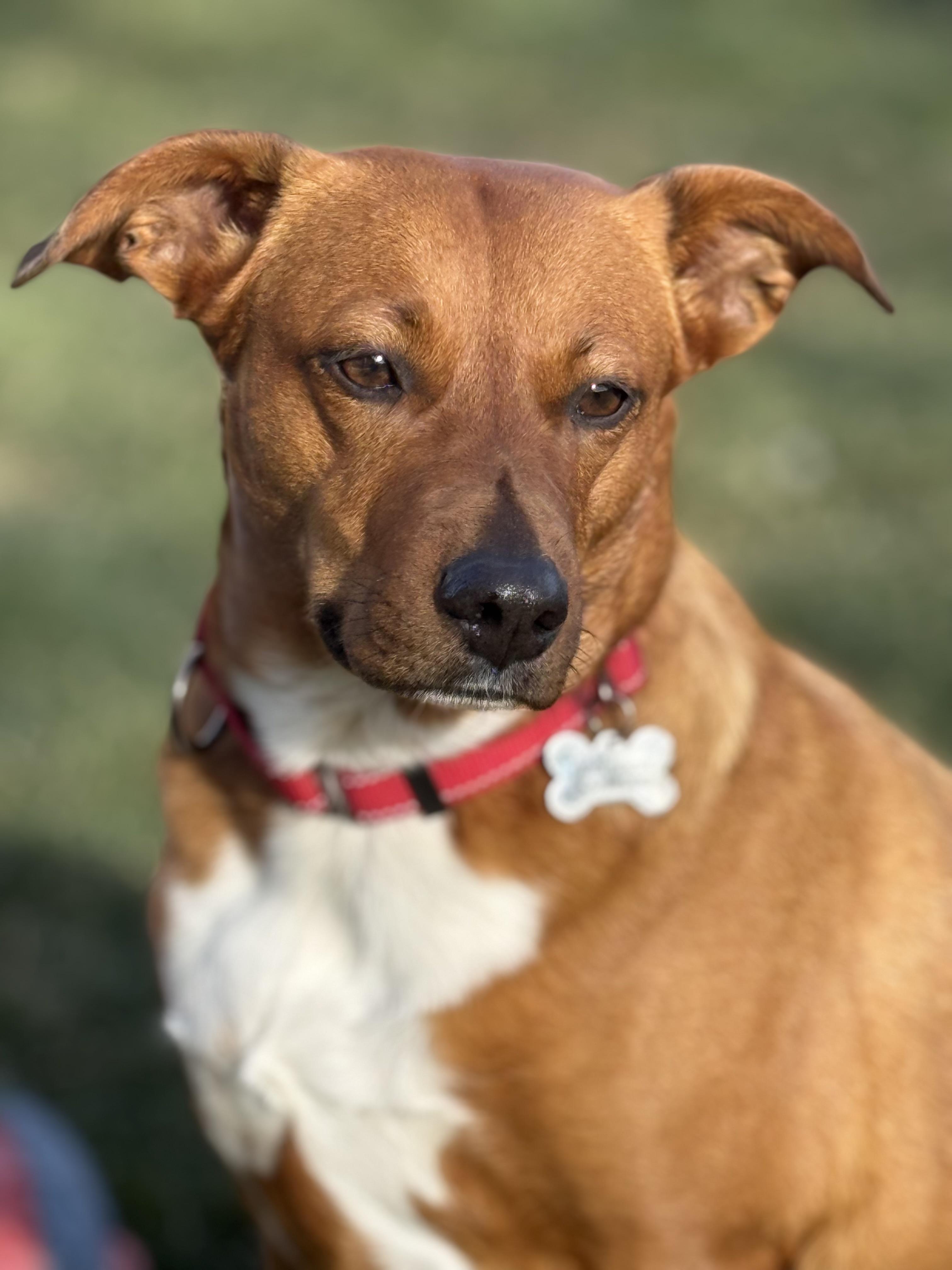 Enlarge Starlight, a Adoptable mixed breed in Twin Falls, ID image 4/6