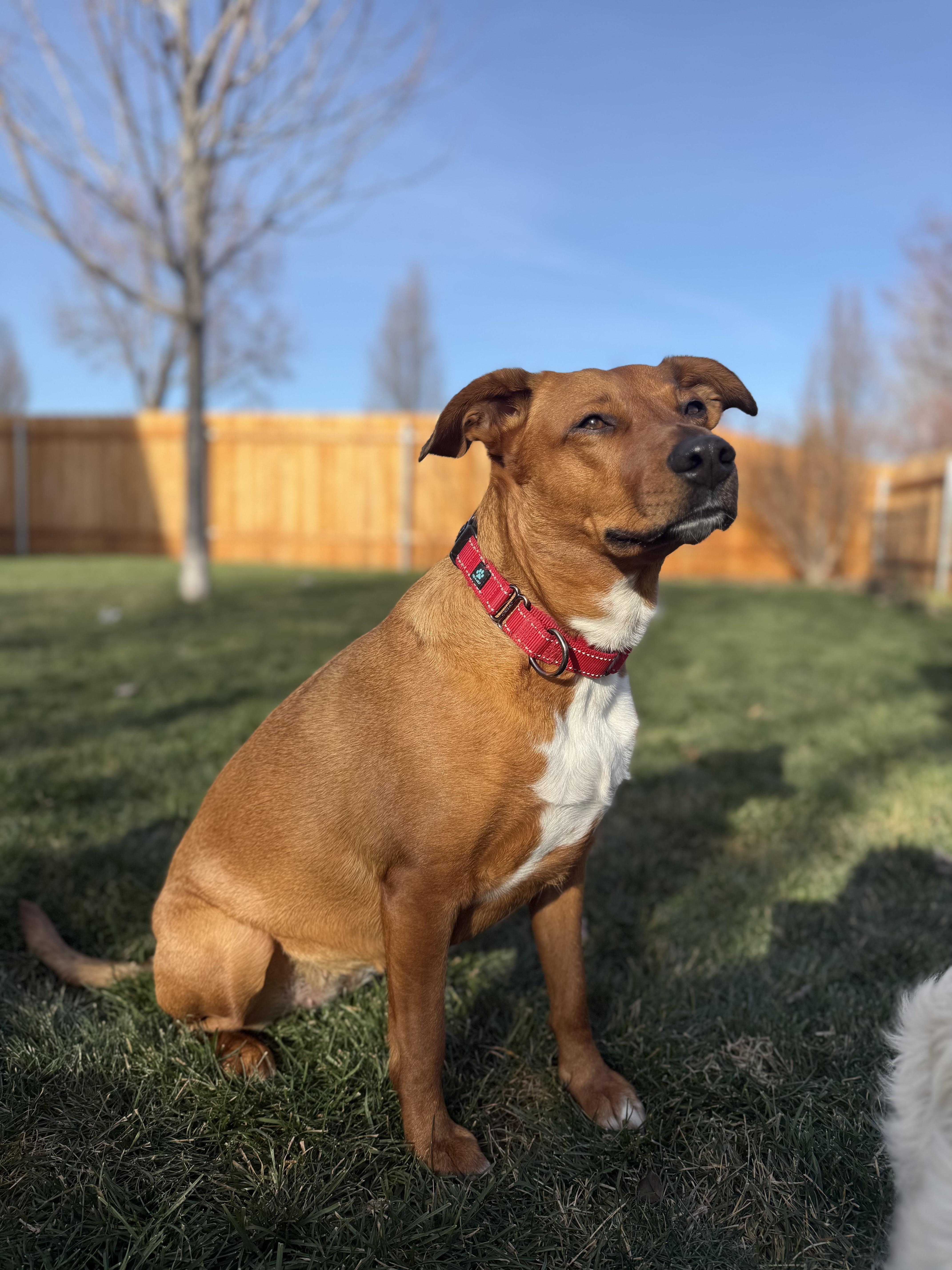 Enlarge Starlight, a Adoptable mixed breed in Twin Falls, ID image 5/6