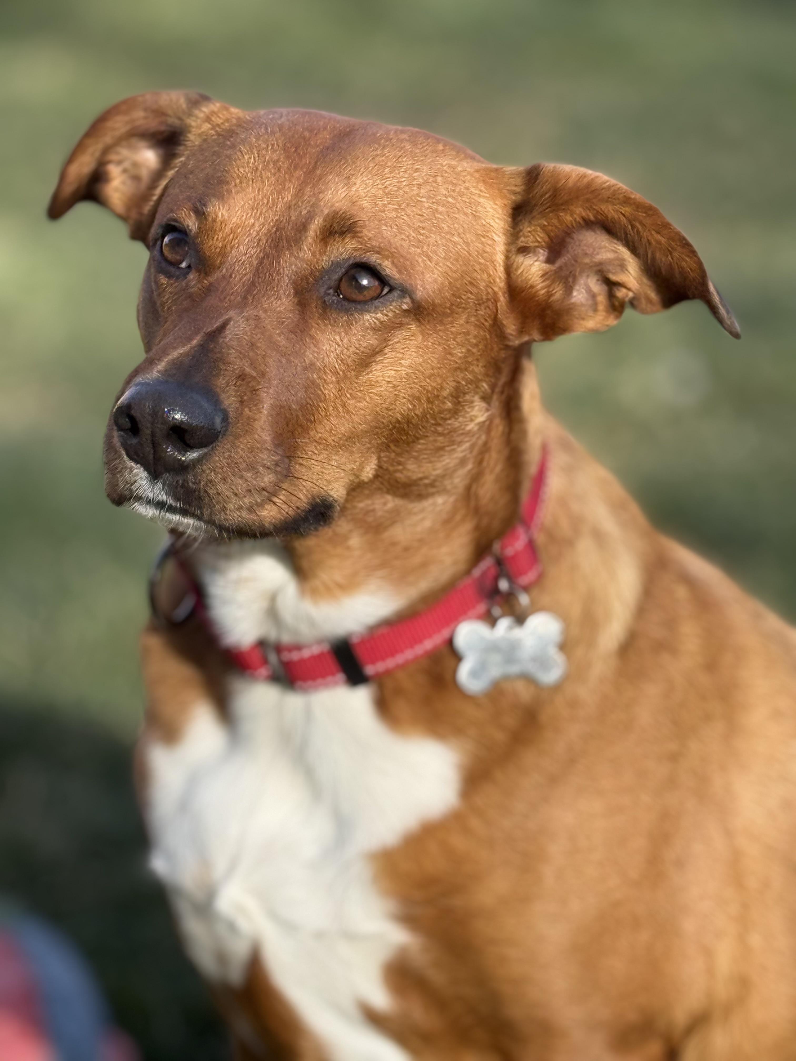 Enlarge Starlight, a Adoptable mixed breed in Twin Falls, ID image 6/6