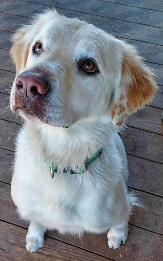 Smiley, Adoptable, Young Male Golden Retriever.